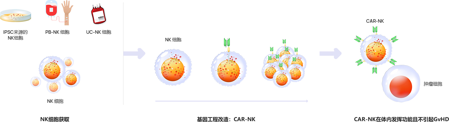 08-普瑞金-首页-产品管线-同种异体CAR-NK细胞药物简介_03.jpg
